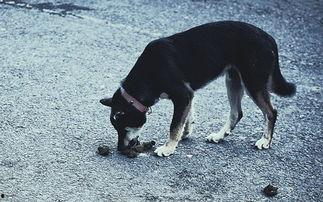 视频爆料狗狗吃屎图片,背后原因及应对策略